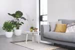 plant light care 11cm glacier grey